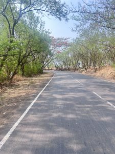A winding asphalt road surrounded by lush green trees, with some arched branches overhead and hints of brightly colored flowers peeking through the foliage.
