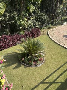 A well-maintained garden featuring a circular flower bed with a palm plant in the center, surrounded by colorful flowers. 
