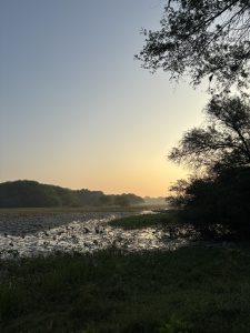 An evening scene of some wetlands in the foreground.  Trees on the right block the sun. Across the water are some trees in a field, and a low hill.
