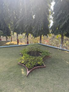 A raised bit of lawn in front of a line of trees in a row.  In the middle of the lawn is a brick lined area of dirt with an evergreen bush in it.