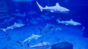 Multiple blacktip reef sharks and various silver fish glide through the clear blue water of a large reef tank.