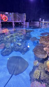 A high-angle view looking down into a sunlit aquarium pool where two large grey stingrays glide over a coral reef near a wooden dock with a lifebuoy.
