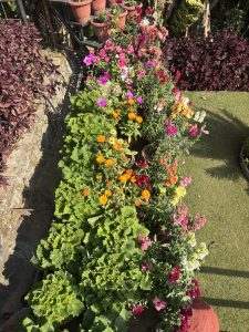 A vibrant array of flowering plants in various colors, including pink, orange, yellow, and white, is arranged in pots along a stone wall. 
